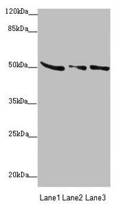 SUCLA2 Antibody