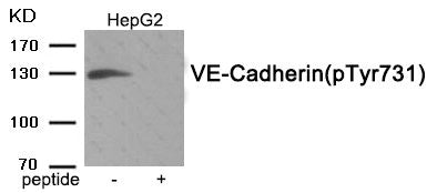 Phospho-CDH5 (Tyr731) Antibody