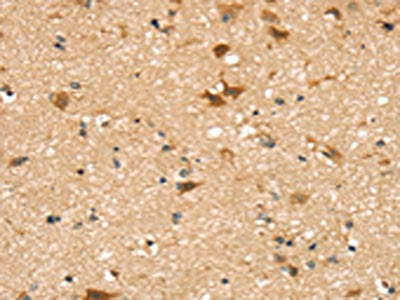SENP8 Antibody