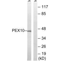 PEX10 Antibody