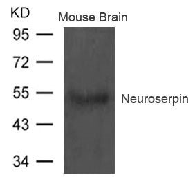 SERPINI1 Antibody