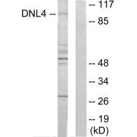 LIG4 Antibody