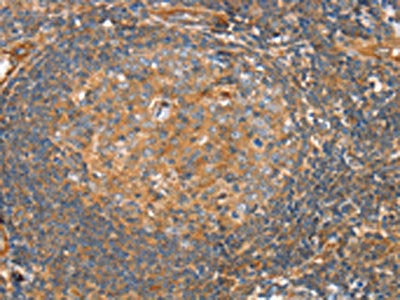 SRGAP3 Antibody