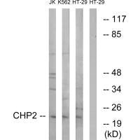 CHP2 Antibody