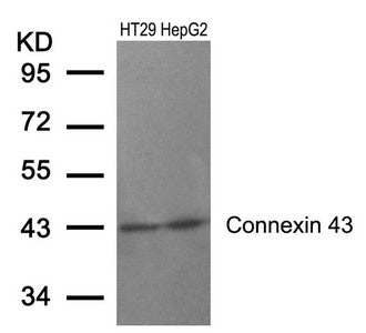 GJA1 (Ab-367) Antibody