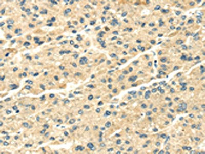 SNX20 Antibody