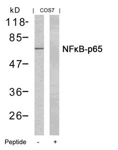 RELA (Ab-435) Antibody