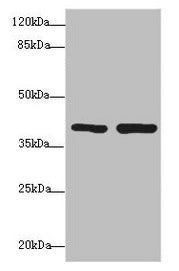 PDCD2L Antibody