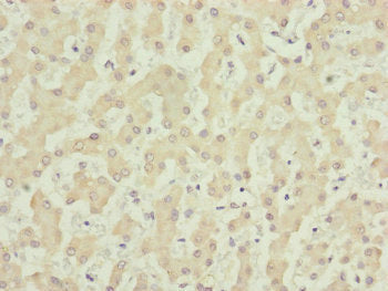 NUF2 Antibody