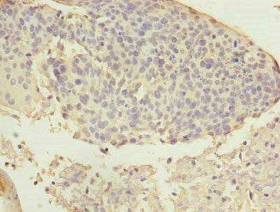 ARMC7 Antibody