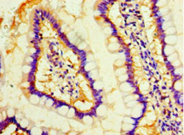 MOB1A Antibody