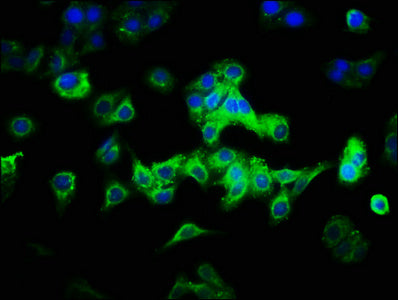 CAB39L Antibody