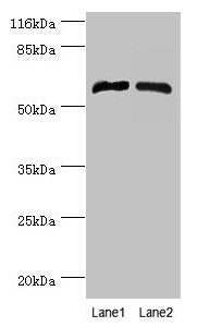 CYP4F11 Antibody