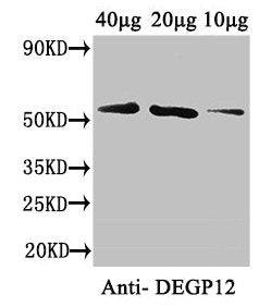 DEGP12 Antibody