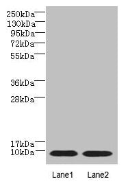 NOP10 Antibody