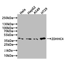 ZDHHC4 Antibody