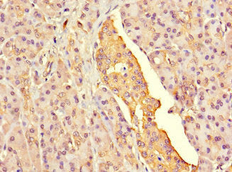 G6PC2 Antibody