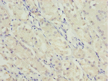 MYO5C Antibody