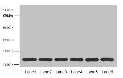 SAR1A Antibody