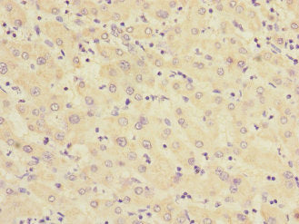RXFP3 Antibody