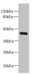 FAM105A Antibody