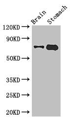 EXD2 Antibody
