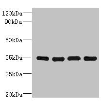 DNAJC17 Antibody