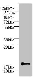 C1orf123 Antibody