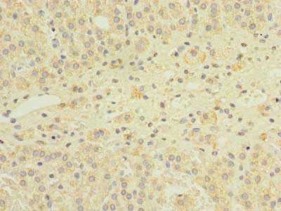 GEMIN8 Antibody