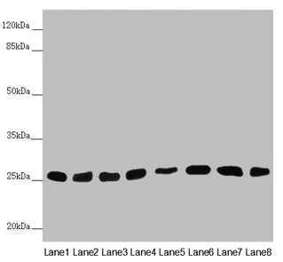 CHCHD3 Antibody