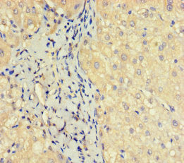 OBP2A Antibody