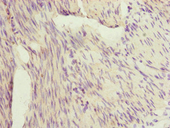 IL36G Antibody