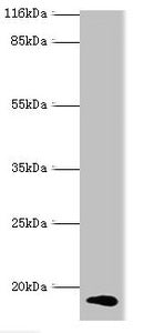 CALML5 Antibody