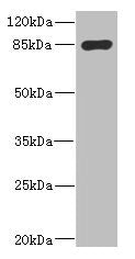 MARK1 Antibody