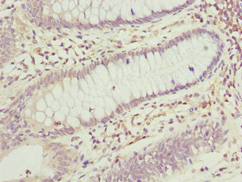 CNPY3 Antibody