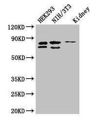 NUP85 Antibody