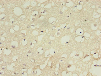 IFT27 Antibody
