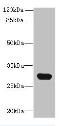 C1QTNF6 Antibody