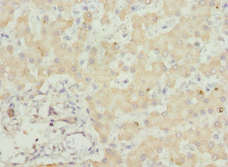 USP26 Antibody