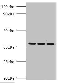 MRPL1 Antibody
