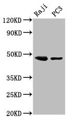 STRADB Antibody