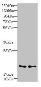 C20orf27 Antibody