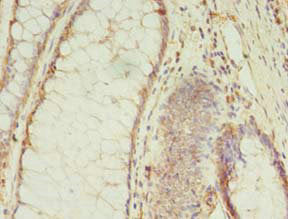 MS4A7 Antibody