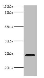 MIS12 Antibody
