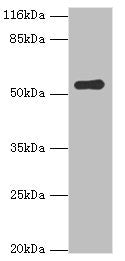SIL1 Antibody