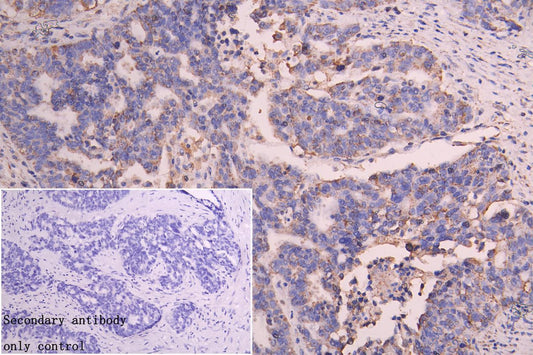 SLC25A51 Antibody