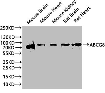 ABCG8 Antibody