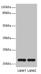 CXXC4 Antibody
