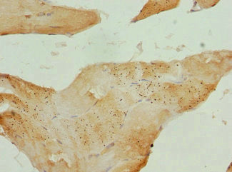 CXXC4 Antibody