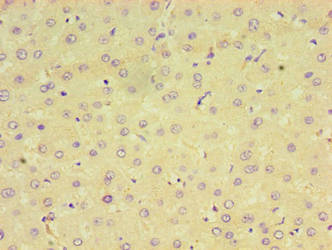 CPVL Antibody